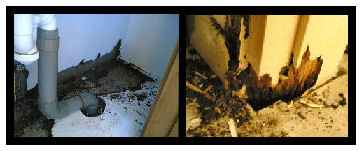 termite damage
