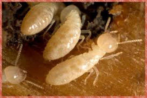 termites