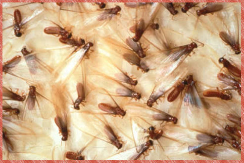termite swarm
