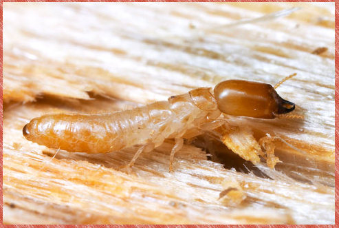 termite