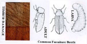 woodworm