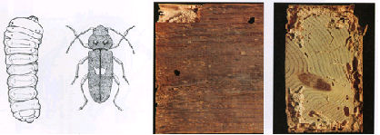 woodworm