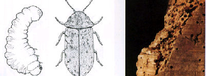 woodworm