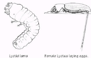 woodworm
